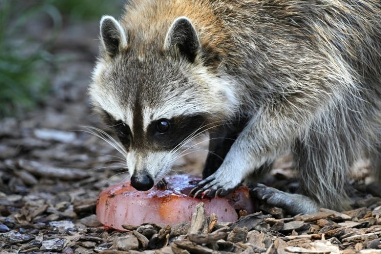 A racoon invaded the field in the MLS game between the Philadelphia Union and New York City on Wednesday.. ©AFP