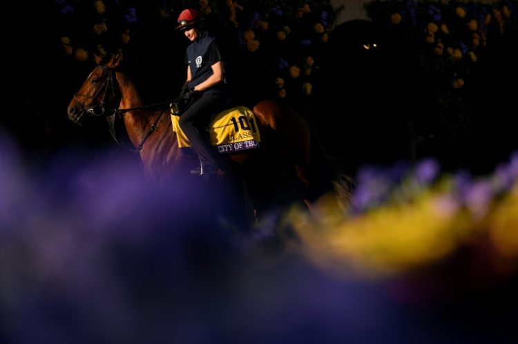 Aidan O'Brien-trained City of Troy walks the Del Mar paddock prior to the 2024 Breeders' Cup . ©AFP